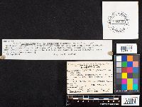 Hygrocybe coccinea image