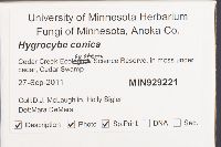 Hygrocybe conica image