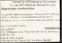 Hygrocybe cantharellus image