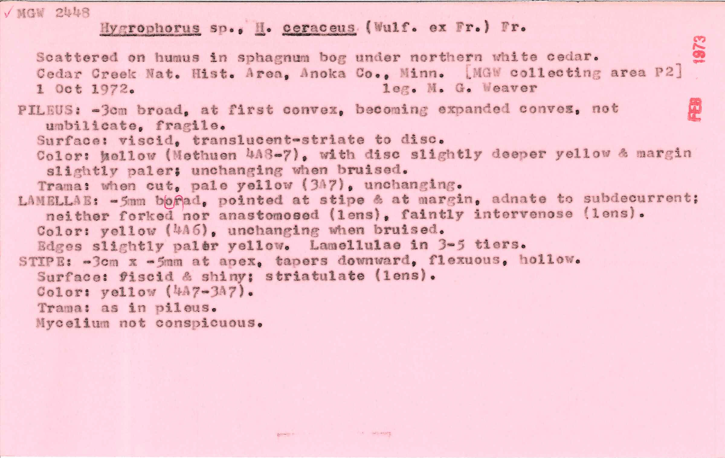 Hygrocybe ceracea image