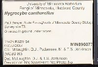 Hygrocybe cantharellus image