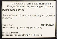 Hygrocybe conica image