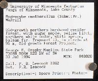 Hygrocybe cantharellus image