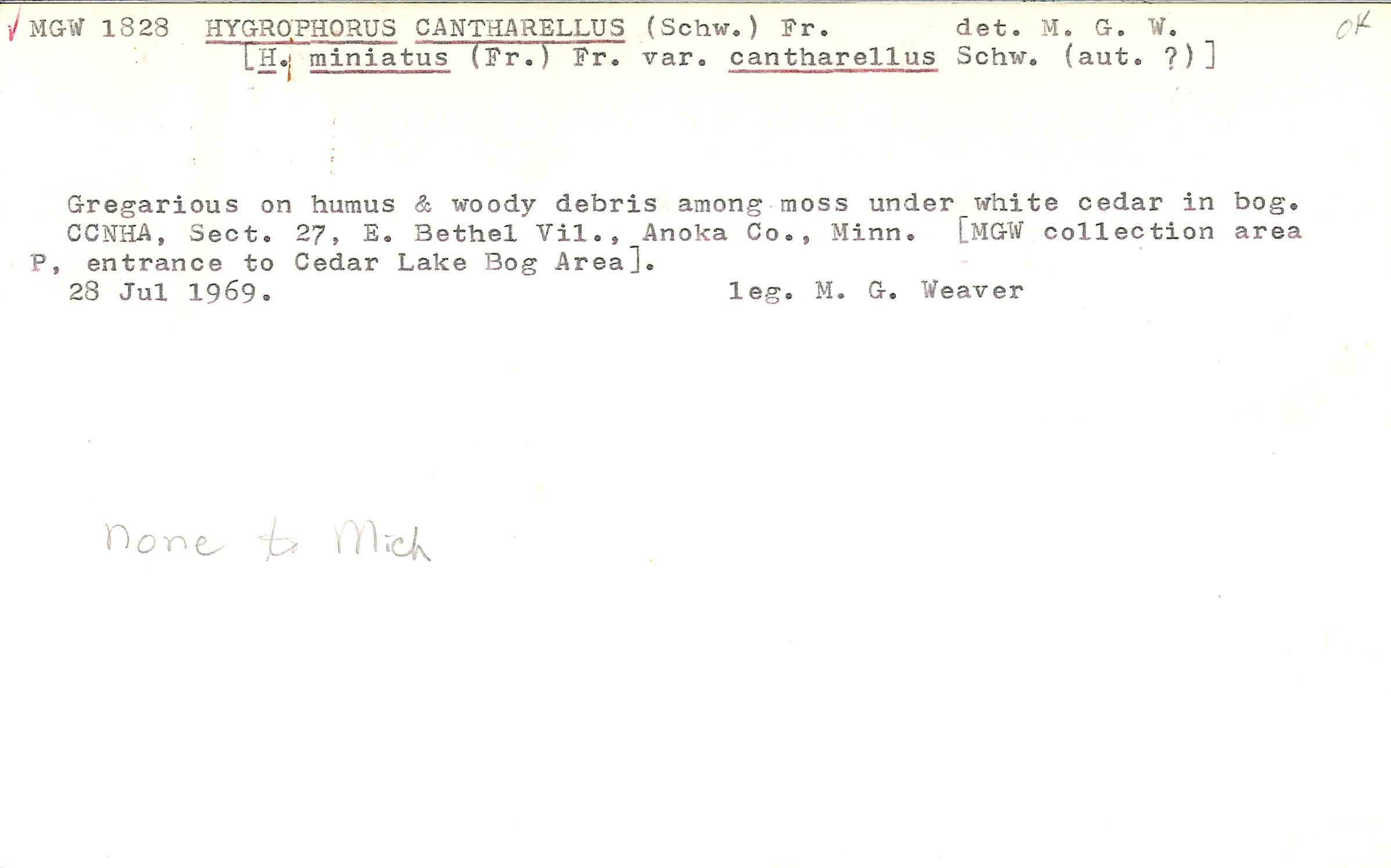 Hydrocybe cantharellus image