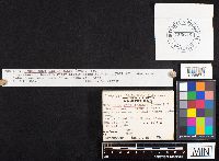 Hydrocybe cantharellus image