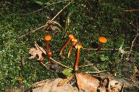 Hygrocybe cantharellus image