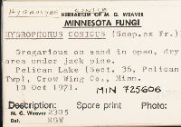 Hygrocybe conica image