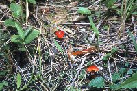 Hygrocybe conica image