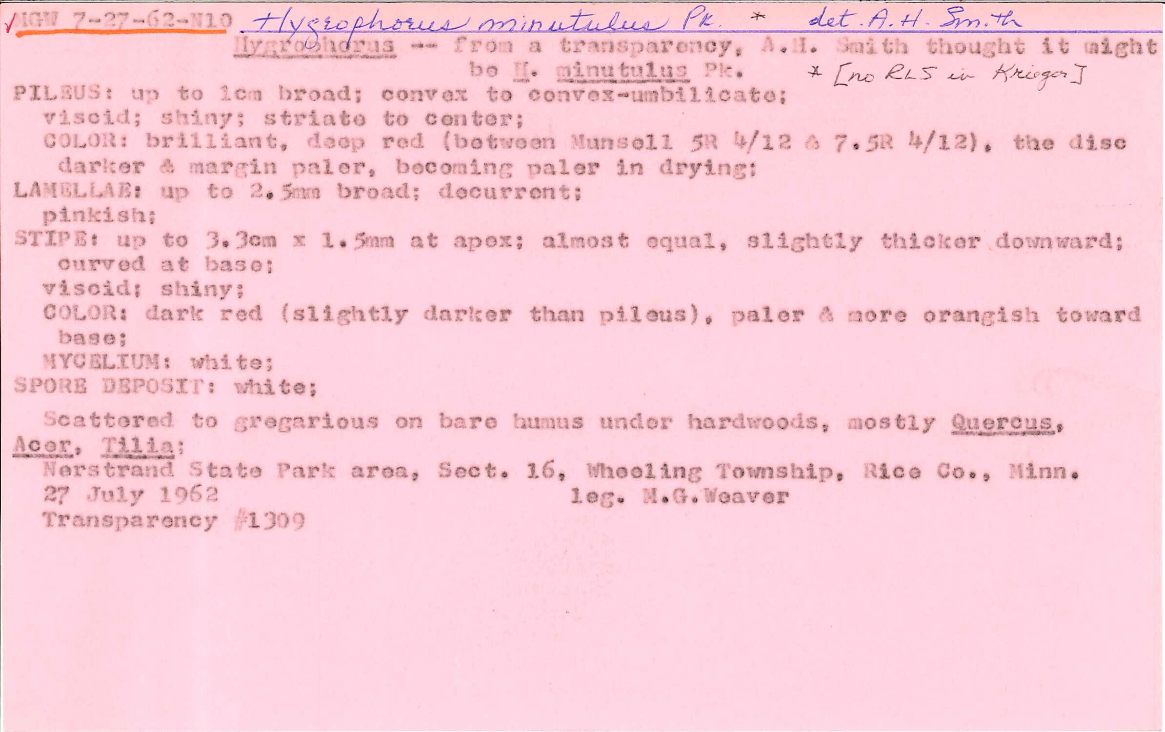 Hygrocybe minutula image