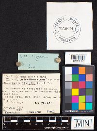 Hygrocybe miniata image