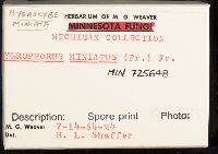 Hygrocybe miniata image