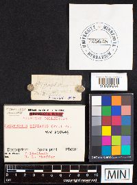 Hygrocybe miniata image