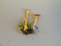Hygrocybe miniata image