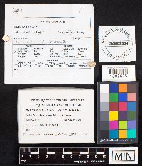 Hygrocybe miniata image