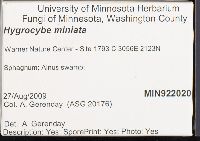 Hygrocybe miniata image