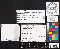 Hygrocybe miniata image