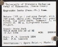 Gliophorus laetus image