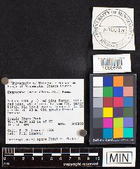 Gliophorus laetus image