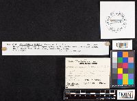 Gliophorus laetus image