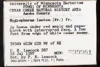 Gliophorus laetus image