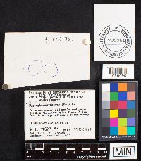 Gliophorus laetus image