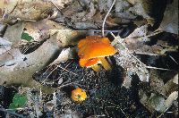 Hygrocybe chlorophana image