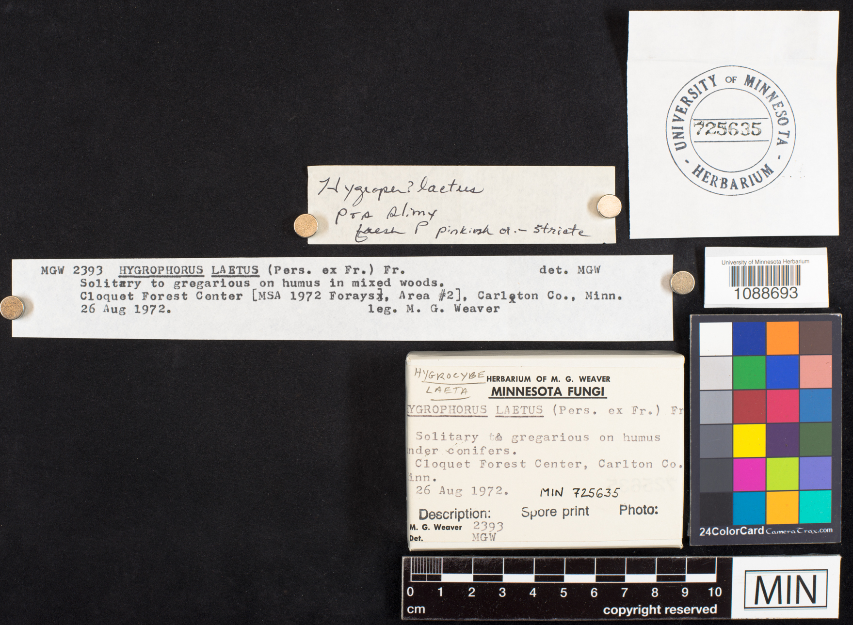 Gliophorus laetus image