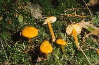Hygrocybe chlorophana image