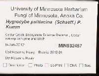 Gliophorus psittacinus image