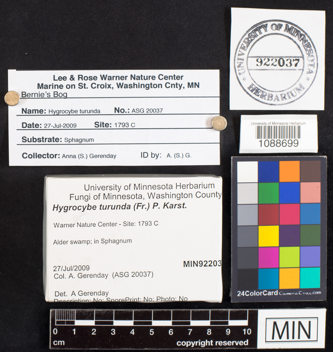 Hygrocybe turunda image