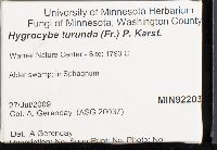 Hygrocybe turunda image