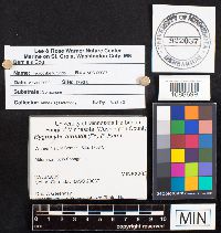 Media resource of Hygrocybe turunda