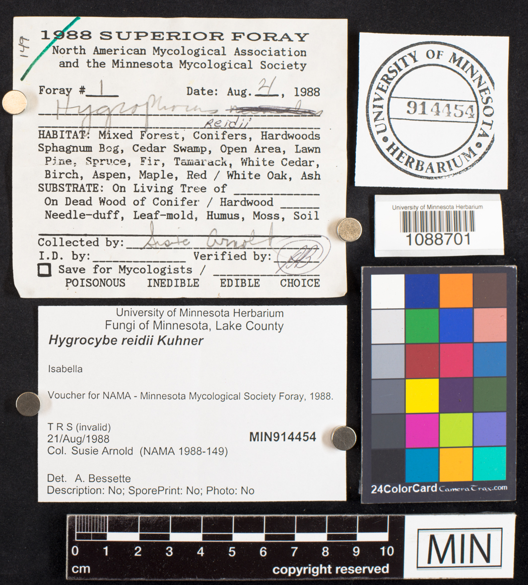 Hygrocybe reidii image