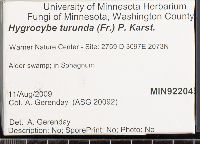 Hygrocybe turunda image