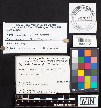 Hygrocybe turunda image