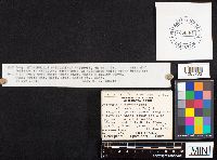 thumbnail image of current specimen