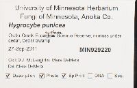 Hygrocybe punicea image