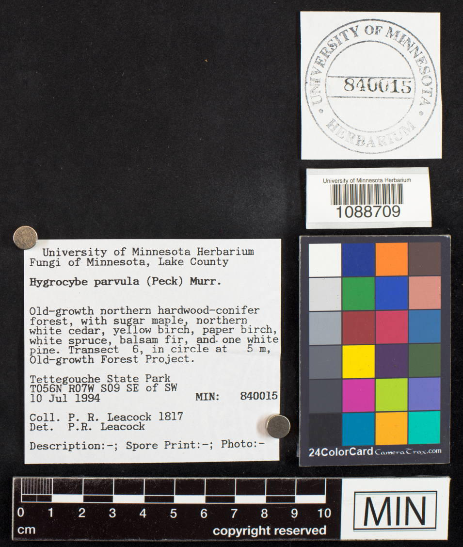 Hygrocybe parvula image