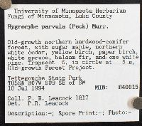 Hygrocybe parvula image