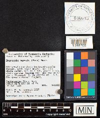 Media resource of Hygrocybe parvula