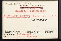 Gliophorus laetus image