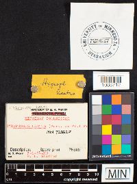 Gliophorus laetus image