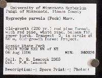 Hygrocybe parvula image