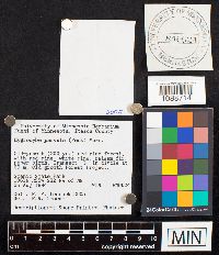 Hygrocybe parvula image