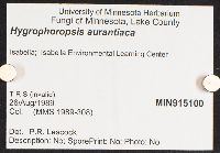 Hygrophoropsis aurantiaca image