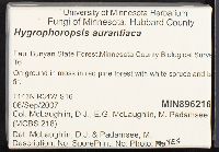 Hygrophoropsis aurantiaca image