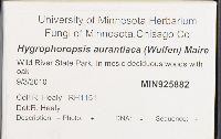 Hygrophoropsis aurantiaca image