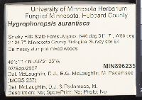 Hygrophoropsis aurantiaca image