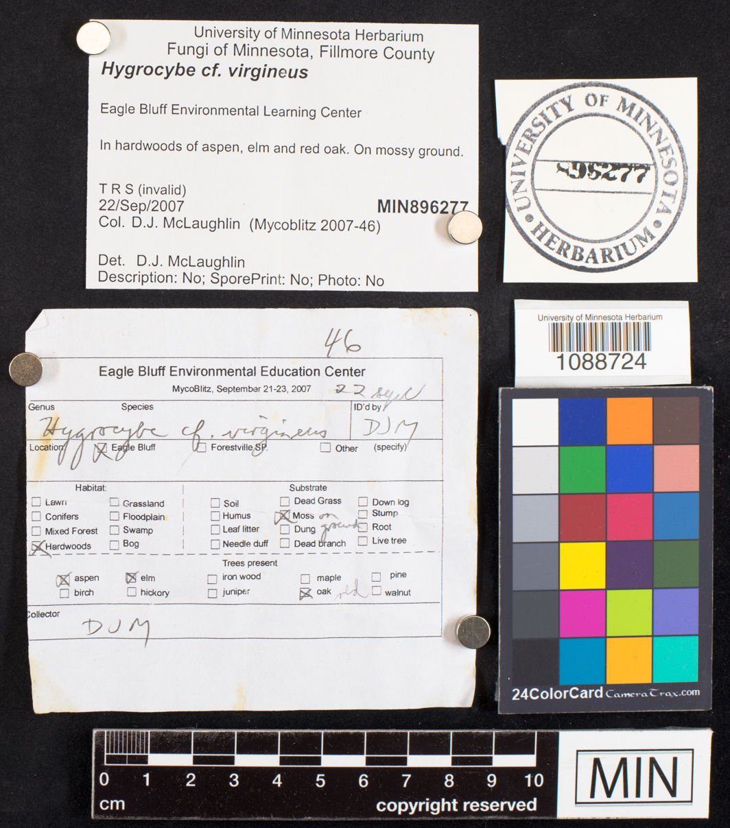 Hygrocybe virginea image