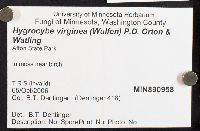 Hygrocybe virginea image